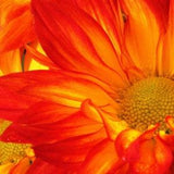 Flowers Sublimated Mouse Pad