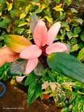 Philodendron Pink Congo Plant free certificate phitosanitary