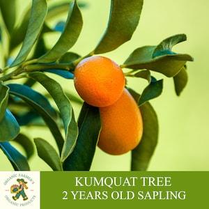 Kumquat Sapling Grafted Ready To Plant, With Tuberous Soil, 2 Years Old Fruity Kumquat Tree for Pot and Garden - Heirloom, Open Pollination