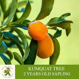 Kumquat Sapling Grafted Ready To Plant, With Tuberous Soil, 2 Years Old Fruity Kumquat Tree for Pot and Garden - Heirloom, Open Pollination