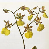 ORCHID Vintage Botanical Print by Kaplicka, 1960s Colour Print, Home Decor, Wall Hanging