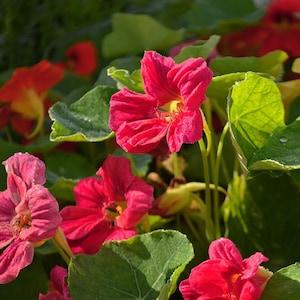 ROSE PINK NASTURTIUM Tropaeolum Minus Peach, 5 Large Seeds