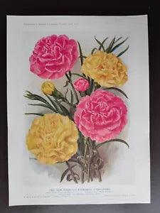 VINTAGE ORIGIG.COLOUR PRINT-GARDENING/FLOWERS- CARNATATIONS-1928