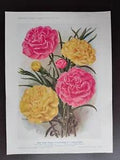 VINTAGE ORIGIG.COLOUR PRINT-GARDENING/FLOWERS- CARNATATIONS-1928