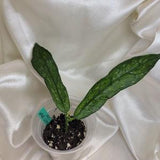 Hoya pandurata Vietnam splash, splashy hoya, rare hoya, Vietnam hoya, small narrow leaves, rooted cutting, rooted plant, growing hoya.