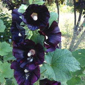 Jet Black Hollyhock Seeds / Biennial Seeds /Alcea rosea nigra /25 seeds (D-1)