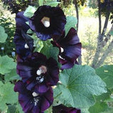 Jet Black Hollyhock Seeds / Biennial Seeds /Alcea rosea nigra /25 seeds (D-1)