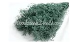 PRESERVED BLUE BABYS BREATH STARDUST DRIED FLORAL FLOWER FOLIAGE FILLER