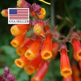 Chilean Glory Vine Mix - 300 SEEDS - Eccremocarpus Scaber - FLOWER