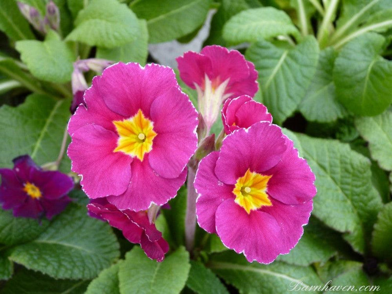 Practical Treatise on the Culture of the Carnation, Pink, Auricula, Polyanthus