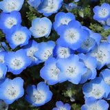Baby Blue Eyes Flower Seeds - Nemophila Menziesii / Self Sowing Annual Flower / Baby Blue Eyes or baby's Blue Eyes / Natural NON GMO Seeds