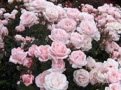 Reproducci¡§?n de rosas y rosales Flower Delivery