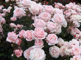 Reproducci¡§?n de rosas y rosales Flower Delivery