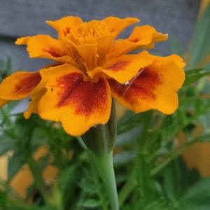 Bonanza Flame French Marigold Seeds