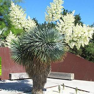 Yucca Rostrata 10 Seeds, Blue beaked Yucca - Hardy to severe cold