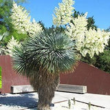 Yucca Rostrata 10 Seeds, Blue beaked Yucca - Hardy to severe cold