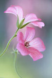Cranesbill Flower Delivery