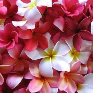 10 MIXED COLORS PLUMERIA Seeds - Lei Flower Frangipani Mix Fragrant Shrub Small Tree Pink Red Yellow White Peach Two Tone