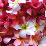 10 MIXED COLORS PLUMERIA Seeds - Lei Flower Frangipani Mix Fragrant Shrub Small Tree Pink Red Yellow White Peach Two Tone