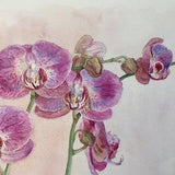 The orchid???es_Aquarelle originale_25x37 cm_Unique_Orchid