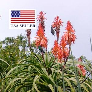 Aloe pluridens - Beautiful French Aloe - 10 Seeds