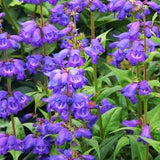 100 Seeds- Rocky Mountain Penstemon wildflower seeds-PV255- Beautiful Perennial -Penstemon Strictus
