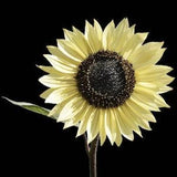 Vanilla Sunflower Seeds, White Sunflower, Cream Sunflower, Sun Flowers Plants, Seeds Canada Grown, Rare Annual Flower Seeds Container Garden