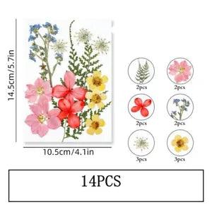 14PCS Real Pressed Dry Flower collection, yellow Flower with leaf stem FSS506
