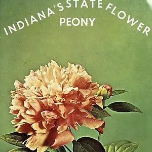 Vintage Indiana State Flower Peony Postcard Greetings Unposted IN