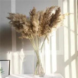 Multicolor Natural Dried Pampas Grass Wedding Flower Bunch Modern Home Decor