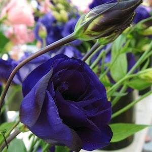 DOUBLE BLUE LISANTHUS Flowers Lisianthus Eustoma, 5 Seeds