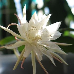 Epiphyllum pumilum Cactus 4 Cuttings Houseplant