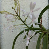 Orchid Vanda Lou Sneary alba Hanging Plant Mounted or in Basket