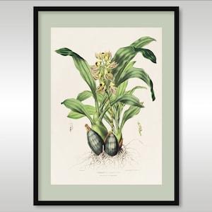 Catasetum Maculatum  by James Bateman 1811-1897 ~ Quality Reproduction Art Print ~ New to UK Customers