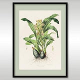Catasetum Maculatum  by James Bateman 1811-1897 ~ Quality Reproduction Art Print ~ New to UK Customers