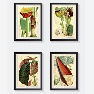 Vintage Botanical Floral exsotic flowers plants, banana plant print, blood paintbrush lily flowe, coccoloba, tulip orchid  floral print