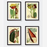 Vintage Botanical Floral exsotic flowers plants, banana plant print, blood paintbrush lily flowe, coccoloba, tulip orchid  floral print