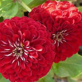 Cherry Queen Zinnia Flower Seeds - Cut Flower - Vase Flower - Wedding Flower -flower seed