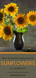 Harvesting Sunflowers as Cut Flowers: Essential Tips Flower Delivery