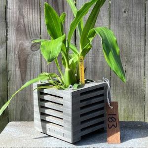 183. Salvaged Manufactured Decking Hanging Basket Planter for Orchids, Bromeliads, Ferns, Cacti, Other Epiphytes and Succulents