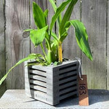 183. Salvaged Manufactured Decking Hanging Basket Planter for Orchids, Bromeliads, Ferns, Cacti, Other Epiphytes and Succulents
