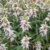 50+ Spotted Bee Balm SEEDS, Monarda punctata