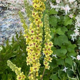 100 seeds  Mulleins Verbascum thapsus, Scrophulariaceae Organic flower seeds