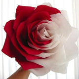 Alice Birthday party decor Giant paper flower Two tone rose Large white red rose Bridal bouquet  big  Anniversary gift