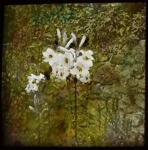 Glass Magic Lantern Slide MADONNA LILIES C1920 PHOTO PLANT STUDY FLOWERS