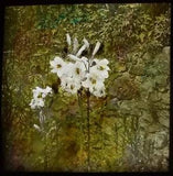 Glass Magic Lantern Slide MADONNA LILIES C1920 PHOTO PLANT STUDY FLOWERS