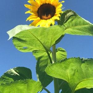 American giant sunflower 1000 seeds