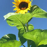 American giant sunflower 1000 seeds