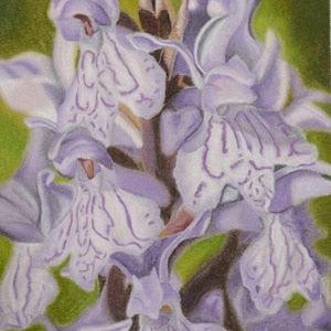 orchid, orchid, orchid, wild orchid, flower, flower, flower, nature, painting, pastel chalk, 27.5 x 19 cm, green, purple, white, original painting, handmade