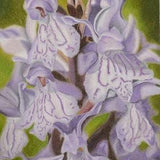 orchid, orchid, orchid, wild orchid, flower, flower, flower, nature, painting, pastel chalk, 27.5 x 19 cm, green, purple, white, original painting, handmade